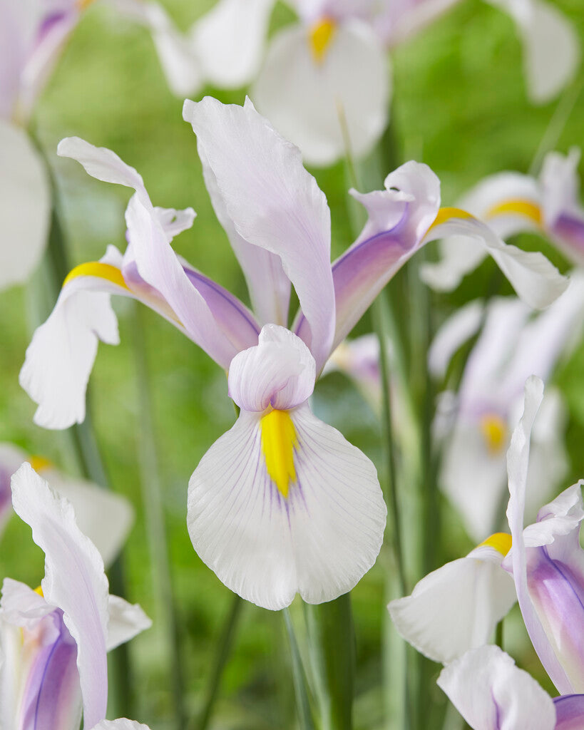 Iris Hollandica Carmen