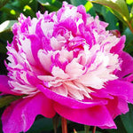 Paeonia Celebrity 3/5