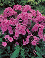 Phlox Paniculata Cinderella