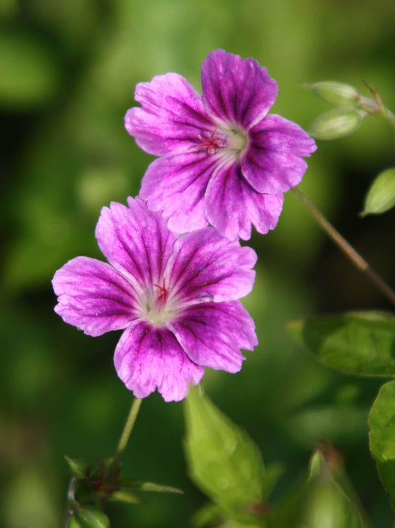 Geranium Clos du Coudray