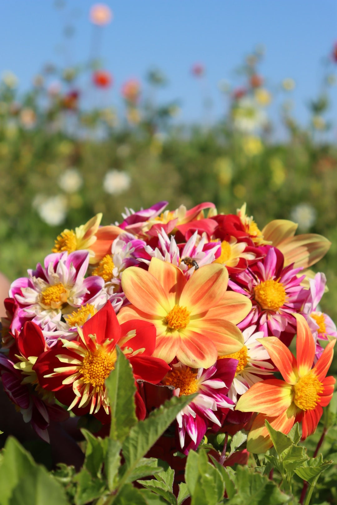 Dahlia Collarette Mix
