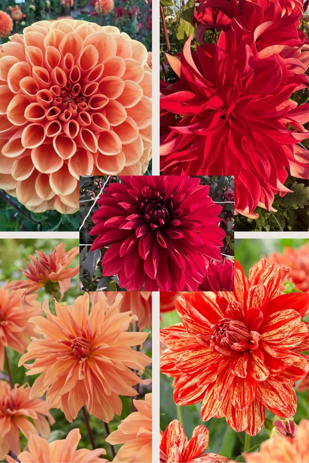 Dahlia collection Jip