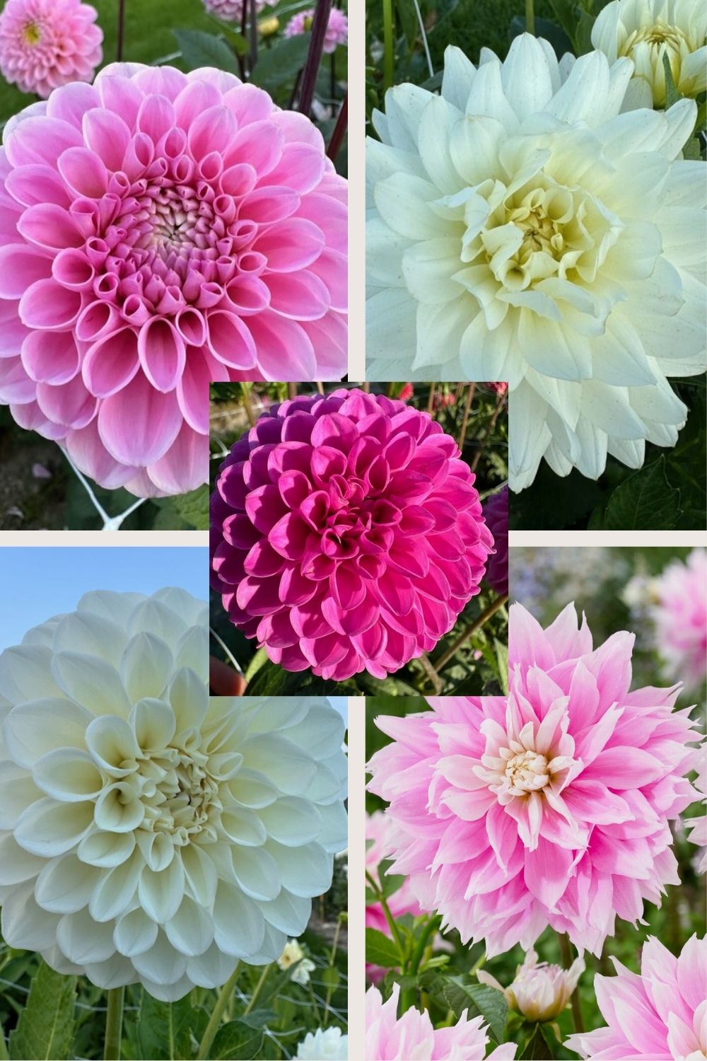 Dahlia collection Pink &amp; White
