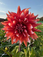 Dahlie Color Spectacle