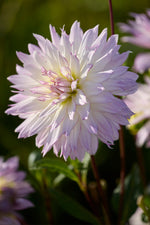 Dahlia Crazy Love