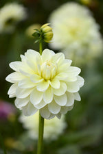 Dahlia Creme Corner