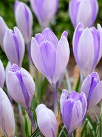Crocus Vanguard
