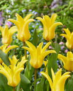 Tulipa Crown Jewel