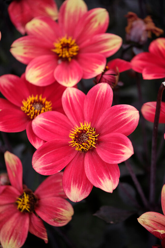 Dahlia Dahlegria Bicolore