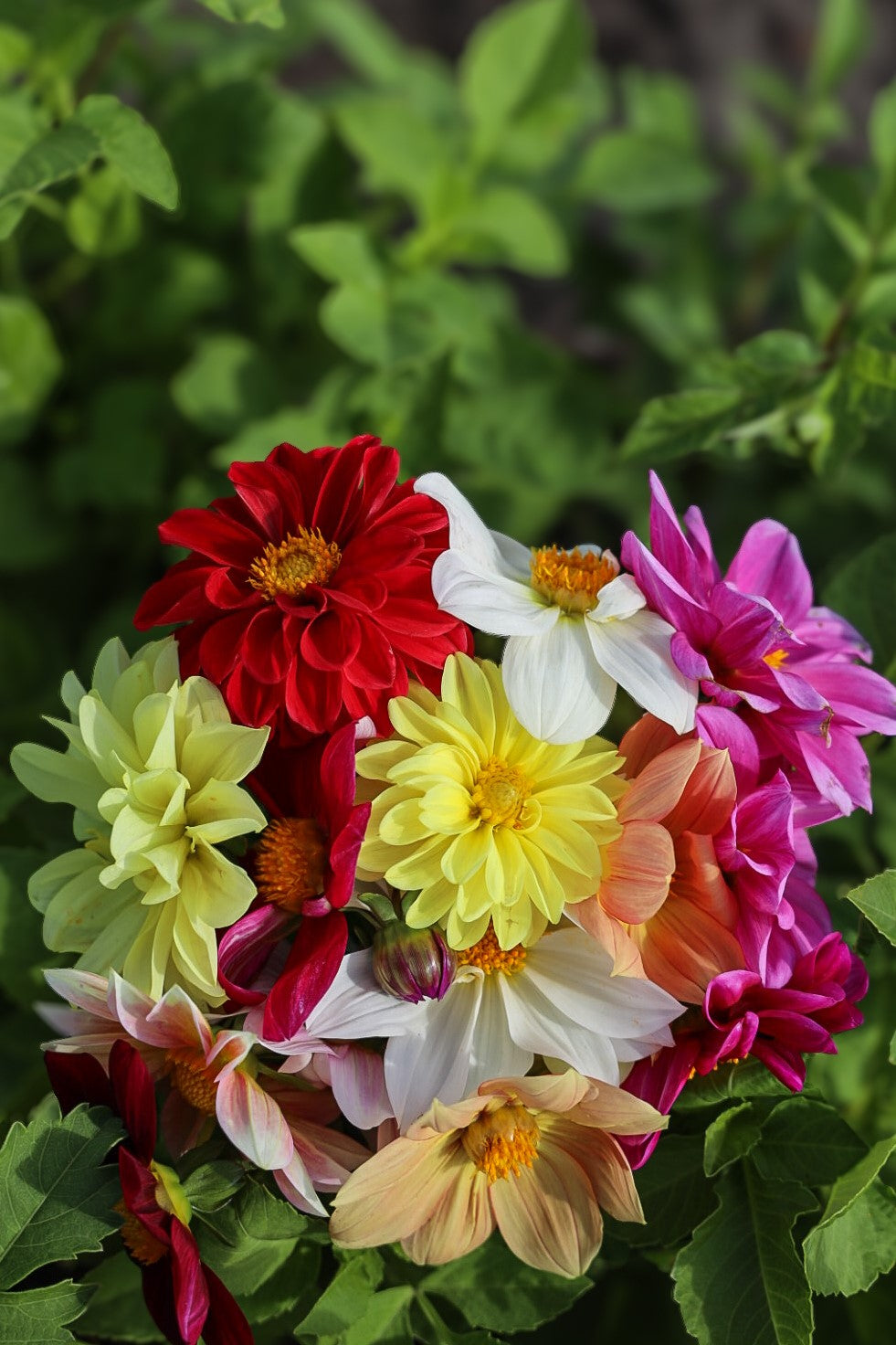 Dahlia Decoratief Mix