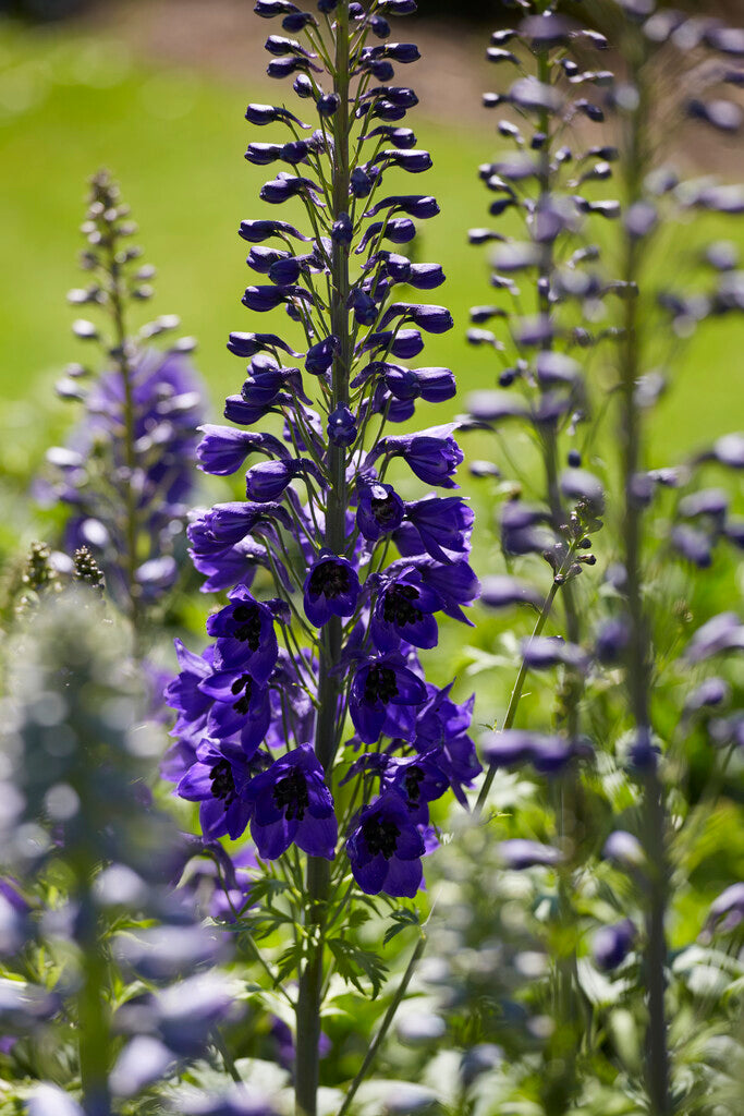 Delphinium Black Knight