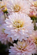 Dahlia Diana's Memory
