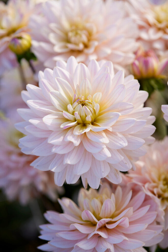 Dahlia Dianas Erinnerung