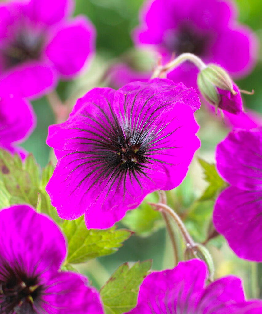 Geranium Dragon Heart