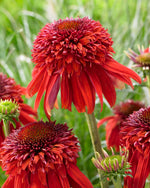 Echinacea Exzentrisch