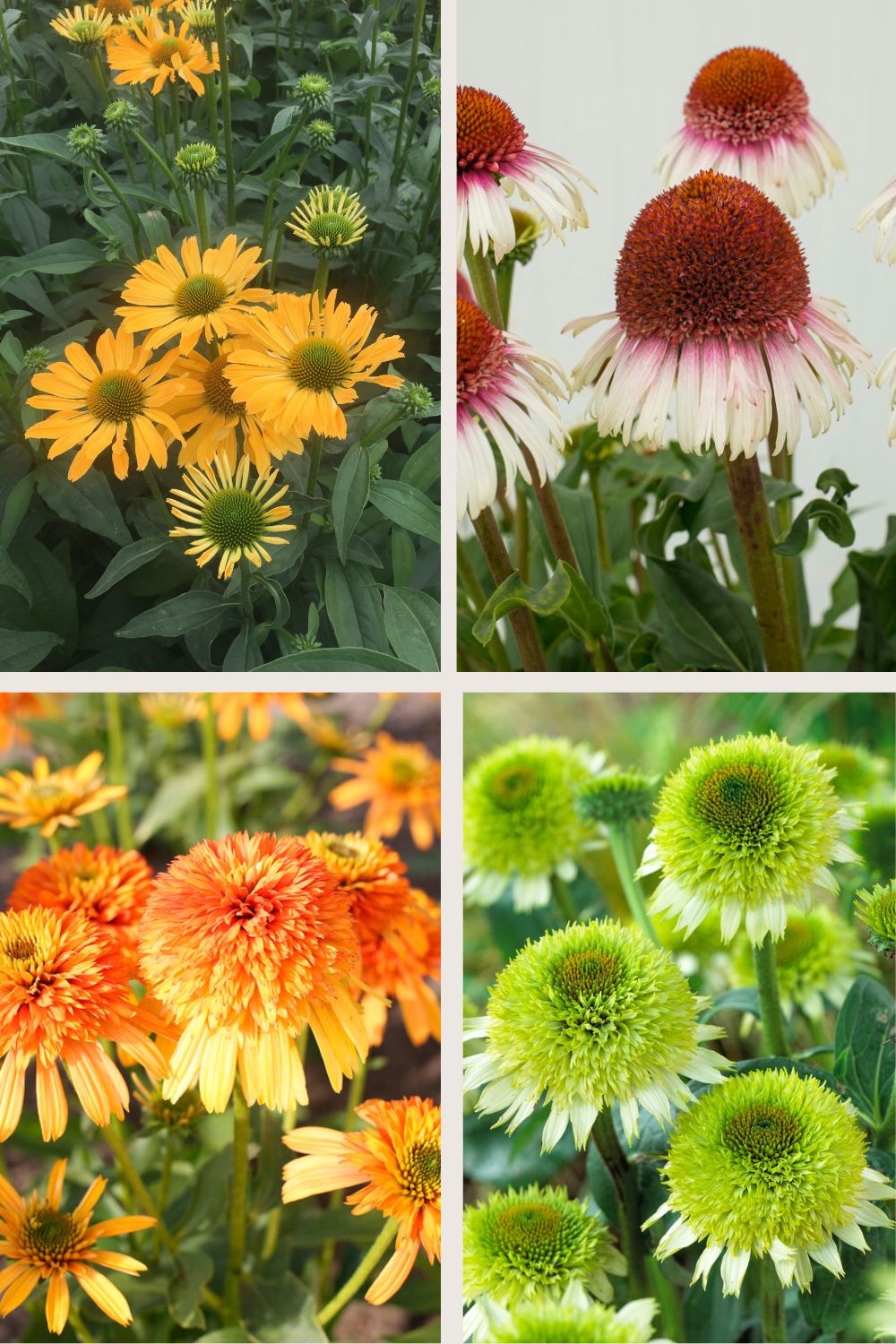 Echinacea collection