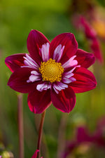Dahlia Eefje