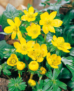 Eranthis Cilicia