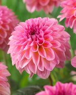 Dahlia Esli