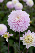 Dahlia Espacio