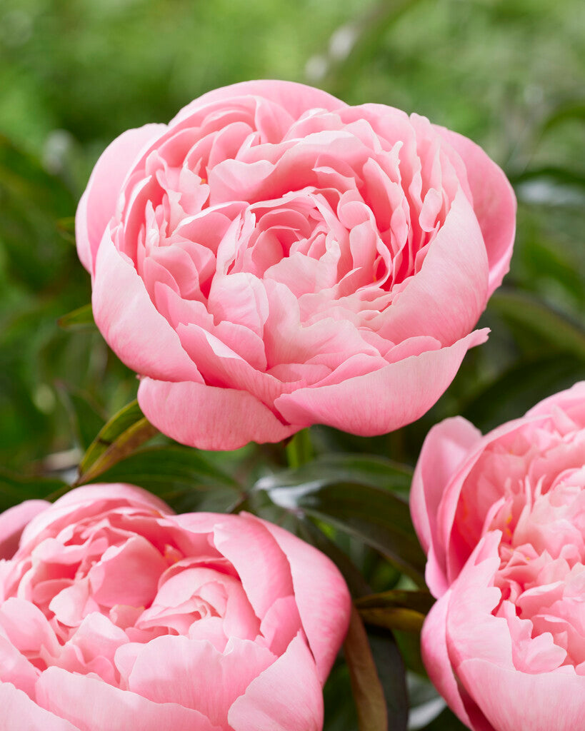 Paeonia Etched Salmon 3/5