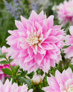 Dahlia Evanah