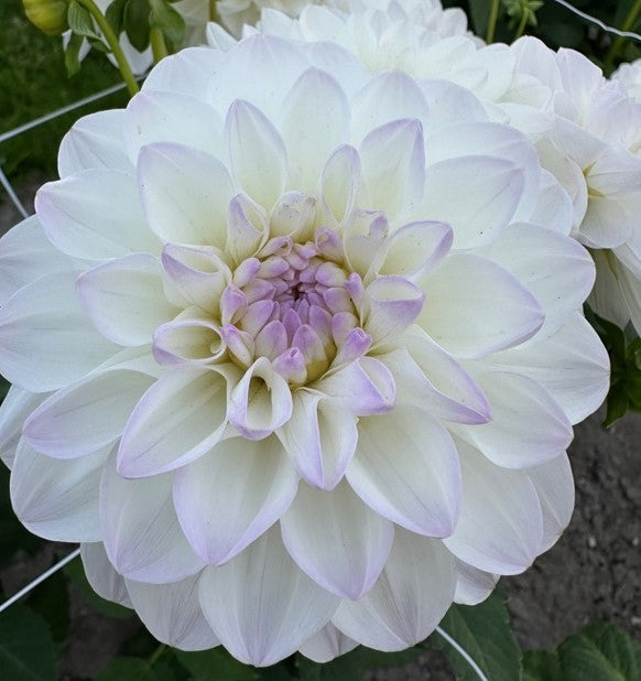 Dahlia Eveline