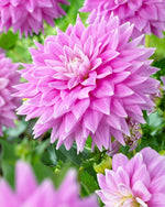 Dahlia Ferncliff Inspiration