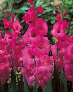 Gladiolus Fidelio