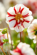 Dahlia Fire and Ice
