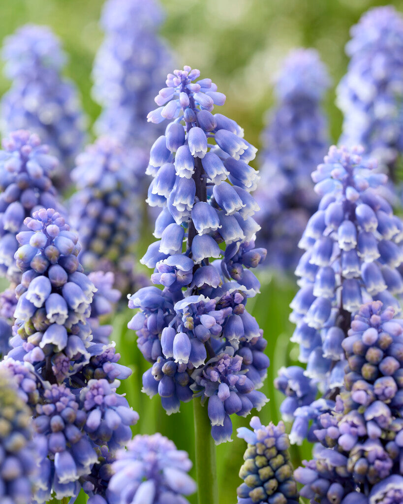 Muscari Flower Power