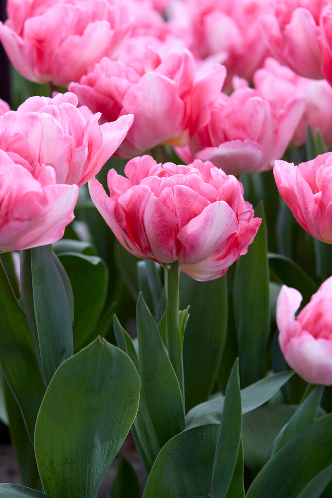tulp foxtrot