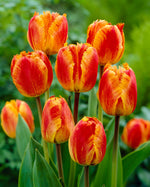 Tulipa Fringed Solstice