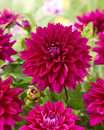 Dahlia Fuchsia Charm
