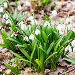 Galanthus Woronowii