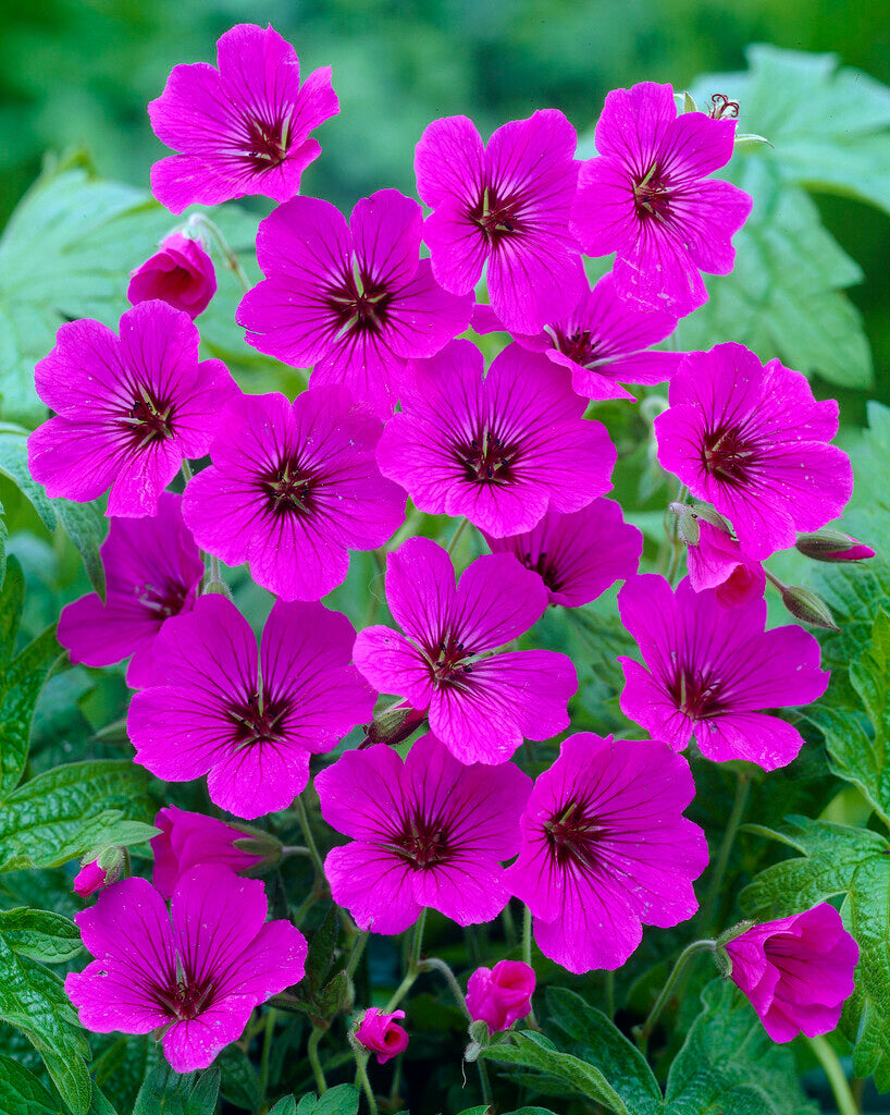 Geranium Patricia