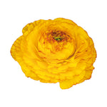 Ranunculus Giallo Striato 65-09 (ZAAD)
