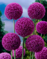 Allium Giganteum