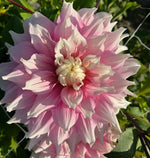 Dahlia Gitts Perfektion