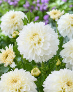 Dahlia Grand Phayenne
