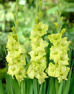 Gladiolus Green Star
