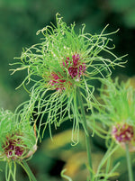Allium-Haar