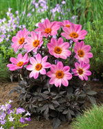 Dahlia Happy Days Pink