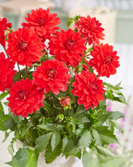 Dahlien Heatwave