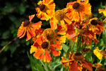 Hekenium Waltraut XL
