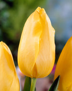 Tulipa Hella Lights