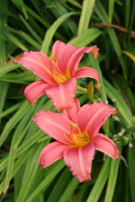 Hemerocallis Pink Damask