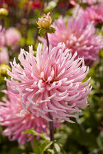 Dahlia Hollyhill Cotton Candy