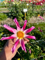 Dahlia Honka Pink