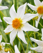 Dahlia Honka Wit (North Star)